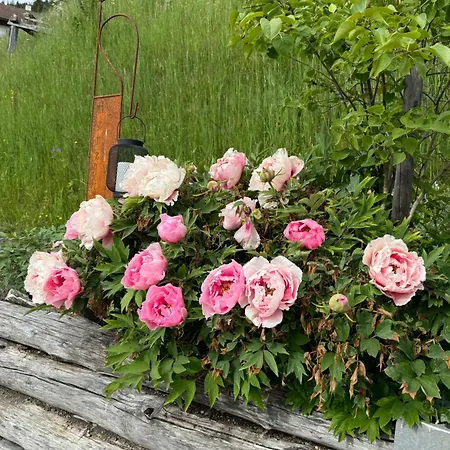 Aegerta Maisonette Appartamento *